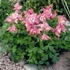 Aquilegia 'Spring Magic Rose and White' – Harangláb (rózsaszín-fehér)