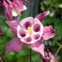 Aquilegia 'Spring Magic Rose and White' – Harangláb (rózsaszín-fehér)