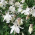 Aquilegia 'Spring Magic White' - Harangláb