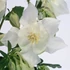 Aquilegia 'Spring Magic White' - Harangláb