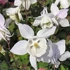 Aquilegia 'Spring Magic White' - Harangláb