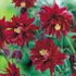 Aquilegia vulgaris 'Bordeaux Barlow' – Kerti harangláb