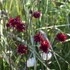 Aquilegia vulgaris 'Bordeaux Barlow' – Kerti harangláb