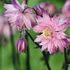 Aquilegia vulgaris 'Rose Barlow' – Kerti harangláb