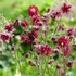 Aquilegia vulgaris 'Ruby Port' – Kerti harangláb