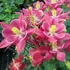 Aquilegia vulgaris 'Winky Rose & Rose' - Harangláb