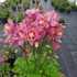 Aquilegia vulgaris 'Winky Rose & Rose' - Harangláb