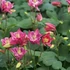 Aquilegia vulgaris 'Winky Rose & Rose' - Harangláb