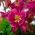 Aquilegia vulgaris 'Winky Rose & Rose' - Harangláb