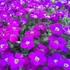 Arabis caucasica 'Little Treasure Deep Rose' - Kaukázusi ikravirág