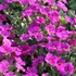 Arabis caucasica 'Little Treasure Deep Rose' - Kaukázusi ikravirág