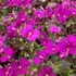 Arabis caucasica 'Little Treasure Deep Rose' - Kaukázusi ikravirág