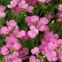 Arabis caucasica 'Little Treasure Deep Rose' - Kaukázusi ikravirág