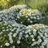 Arenaria montana 'Blizzard Compact' - Hegyi homokhúr