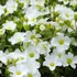 Arenaria montana 'Blizzard Compact' - Hegyi homokhúr