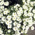 Arenaria montana 'Blizzard Compact' - Hegyi homokhúr