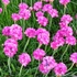 Armeria maritima 'Armada Pink' – Tengerparti pázsitszegfű