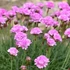 Armeria maritima 'Armada Pink' – Tengerparti pázsitszegfű