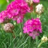Armeria maritima 'Armada Rose' – Tengerparti pázsitszegfű