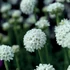 Armeria maritima 'Armada White' – Tengerparti pázsitszegfű