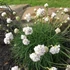 Armeria maritima 'Armada White' – Tengerparti pázsitszegfű