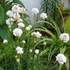 Armeria maritima 'Armada White' – Tengerparti pázsitszegfű