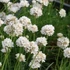 Armeria maritima 'Armada White' – Tengerparti pázsitszegfű