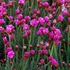 Armeria maritima 'Rubrifolia' - Tengerparti pázsitszegfű