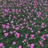 Armeria maritima 'Rubrifolia' - Tengerparti pázsitszegfű