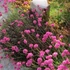 Armeria maritima 'Rubrifolia' - Tengerparti pázsitszegfű