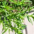 Artemisia dracunculus – Tárkony