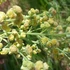Artemisia dracunculus – Tárkony