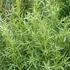 Artemisia dracunculus – Tárkony