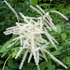 Aruncus dioicus – Erdei tündérfürt