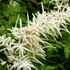 Aruncus dioicus – Erdei tündérfürt