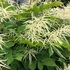 Aruncus dioicus – Erdei tündérfürt