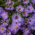 Aster dumosus 'Blaue Lagune' – Törpe őszirózsa
