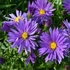 Aster dumosus 'Blaue Lagune' – Törpe őszirózsa