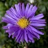 Aster dumosus 'Blaue Lagune' – Törpe őszirózsa