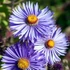 Aster novae-angliae (syn.: Symphyotrichum novae-angliae) 'Barr's Blue' – Mirigyes őszirózsa