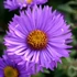 Aster novae-angliae (syn.: Symphyotrichum novae-angliae) 'Barr's Blue' – Mirigyes őszirózsa