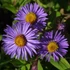 Aster novae-angliae (syn.: Symphyotrichum novae-angliae) 'Barr's Blue' – Mirigyes őszirózsa