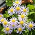Aster ageratoides 'Asran' - Őszirózsa, gerebcsin