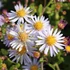 Aster ageratoides 'Asran' - Őszirózsa, gerebcsin