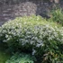 Aster ageratoides 'Asran' - Őszirózsa, gerebcsin