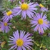 Aster ageratoides 'Eleven Purple' - Őszirózsa, gerebcsin