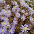 Aster ageratoides 'Eleven Purple' - Őszirózsa, gerebcsin