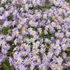 Aster ageratoides 'Eleven Purple' - Őszirózsa, gerebcsin