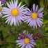 Aster ageratoides 'Eleven Purple' - Őszirózsa, gerebcsin