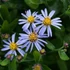 Aster ageratoides var. adustus 'Nanus' - Őszirózsa